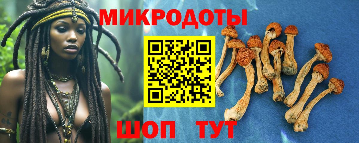 Галлюциногенные грибы Psilocybine cubensis Батайск